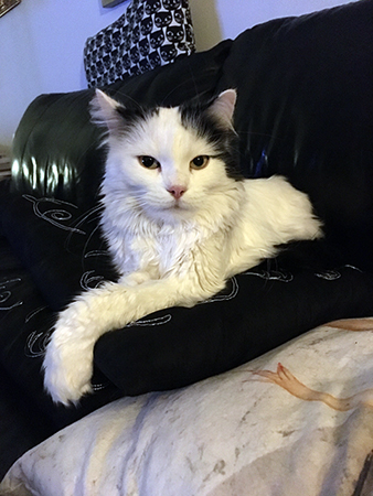 Citrus i soffan tittar in i kameran