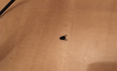 Död fluga på sovrumsgolvet