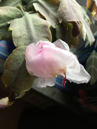 Vit och lila novemberkaktus