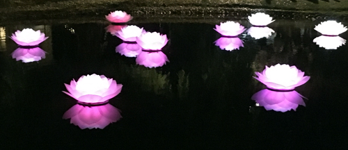 Näckrosor i Svandammen