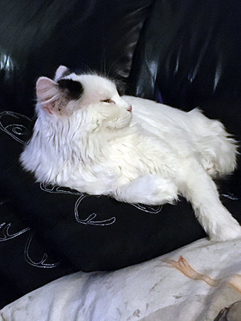 Citrus sover på kudde i soffan