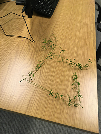 Grön kvist på skrivbord Grön kvist på skrivbord