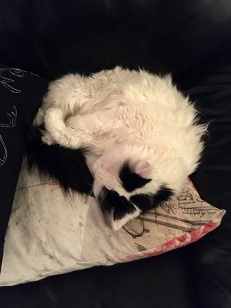 Katten och sömntutan Citrus