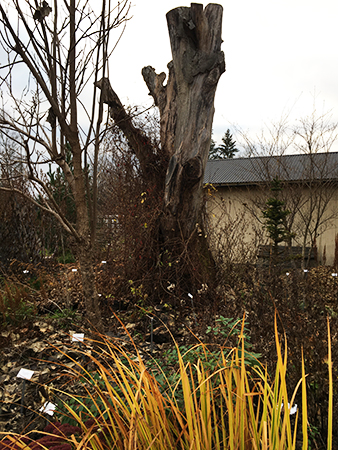 Höst i Botaniska trädgården