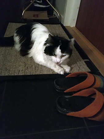 Lucifer och Annas tofflor