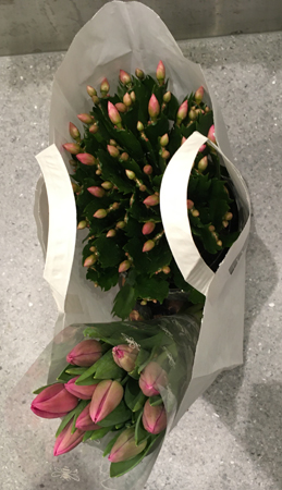 lompåse med tulpaner och novemberkaktus