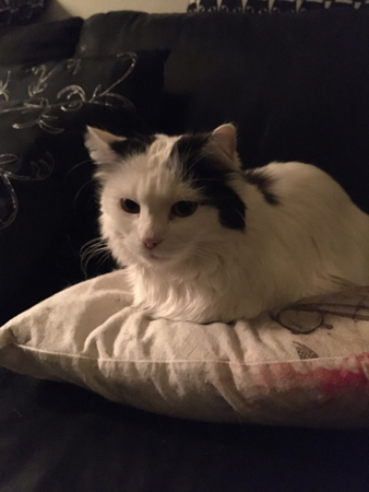 Citrus på soffkudde