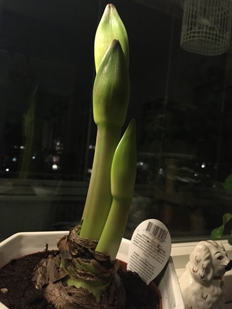 Amaryllis med tre knoppar och stänglar