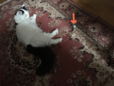 Citrus och upphittad julgranskula