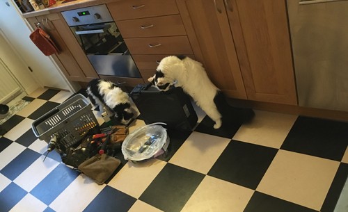 Lucifer och Citrus nyfikna på elektrikerns grejor