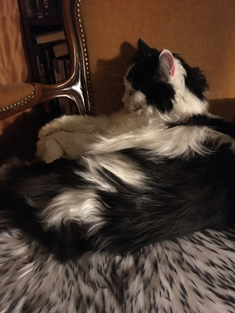 Lucifer på fällen i min stol