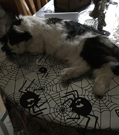 Lucifer sover på silvrig spindelduk