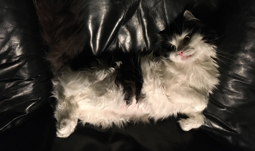 Katten Lucifer utfläkt i Annas fåtölj