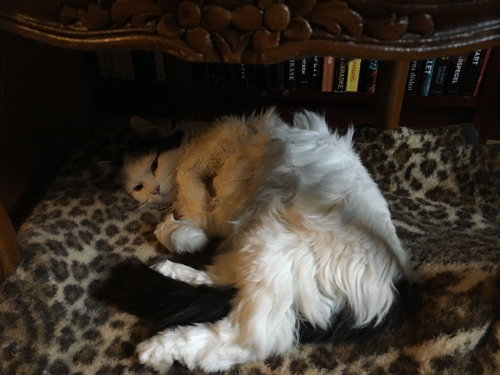 Citrus på leopardfilten