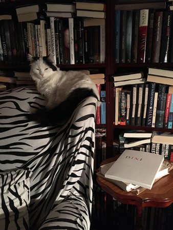 Katten Citrus på Zebrafåtöljen