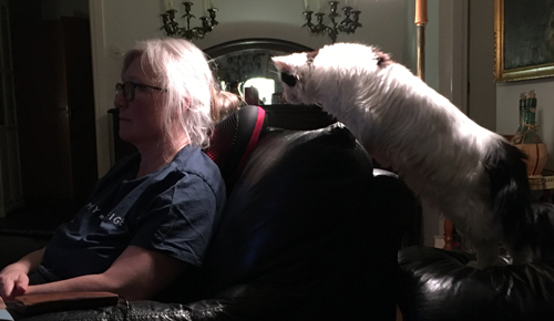 Anna provar sin massagekudde o Citrus är nyfiken