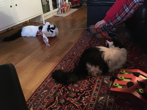 Citrus och Lucifer leker med julklappspapper o snöre