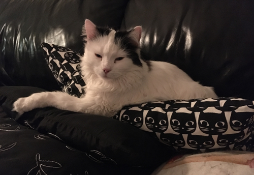 Citrus bland soffkuddarna