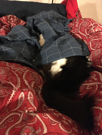 Lucifer under sin filt i sovrummet