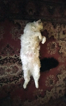 Katten Citrus sträcker ut sig på mattan i Bokrummet