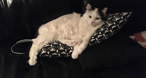 Katten Citrus med sladd