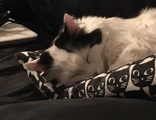 Katten Citrus sover på kattkudde