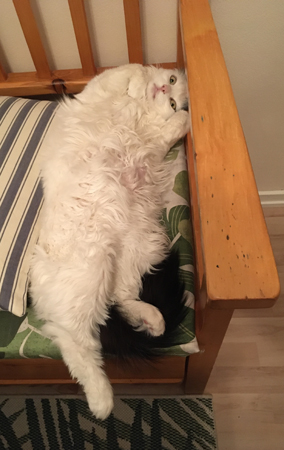 Katten Citrus utsträckt på rygg i kökssoffan