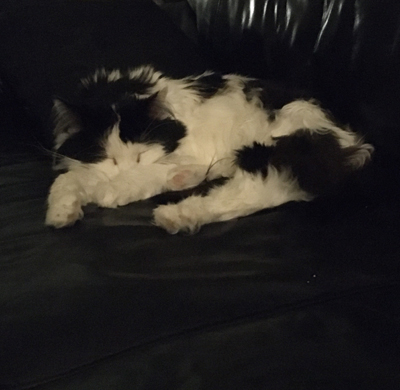 Katten Lucifer sover på soffan