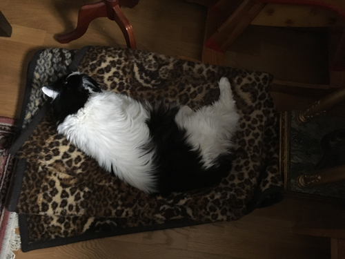 Lucifer sover på leopardfilten på nyårsdagen