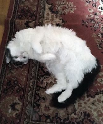 Citrus på rygg på mattan i Bokrummet