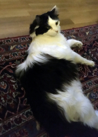 Lucifer på mattan i Salen