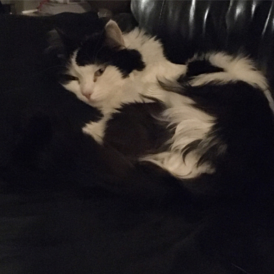 Katten Lucifer väckt på soffan