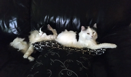 Lucifer och Citrus i soffan Lucifer och Citrus i soffan