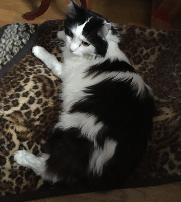 Lucifer på leopardfilten tittar längtansfullt