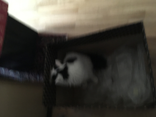 Citrus snor runt i en låda