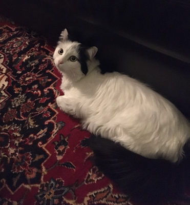 Citrus på mattan i Salen