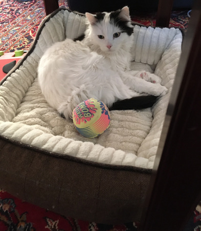 Citrus i stora korgen i Salen