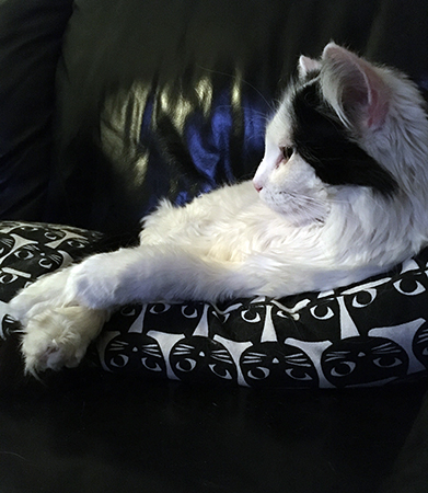 Citrus kollar på TV