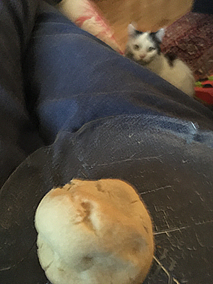 Russintopp och Citrus