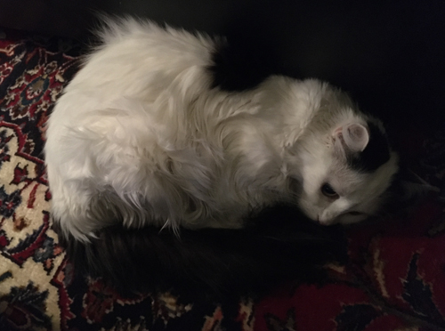 Citrus på golvet vid soffan