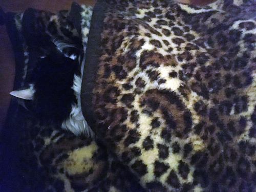 Lucifer i leopardfilten