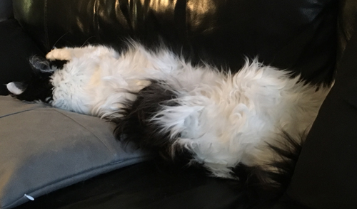 Lucifer på sofflocket