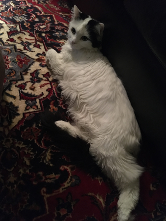 Citrus sträcker ut sig på golvet vid soffan