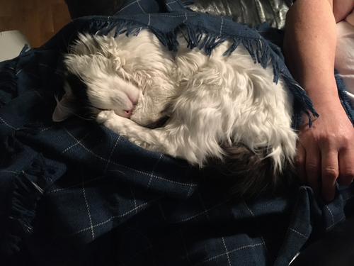 Citrus på filt i Annas knä