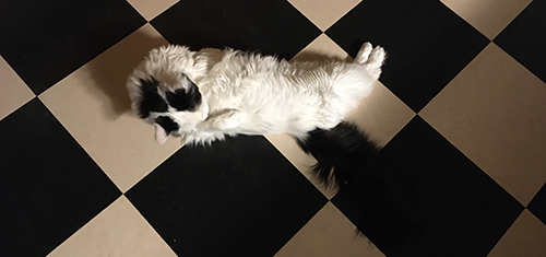 Citrus på köksgolvet