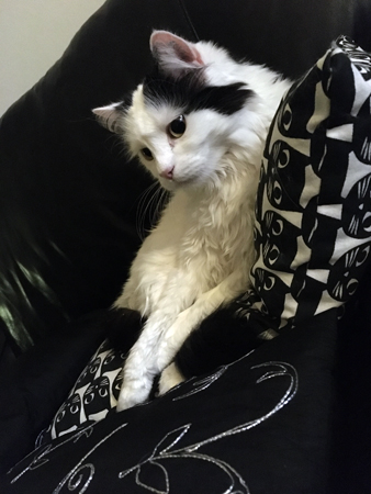 Katten Citrus bland soffkuddarna vaken