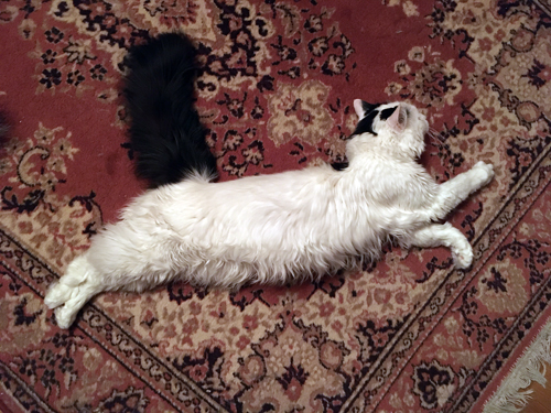 Citrus sträcker ut sig