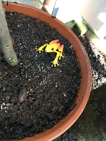 Groda i kruka i Tropiska växthuset