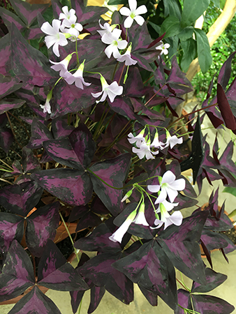 Blomma i Tropiska växthuset