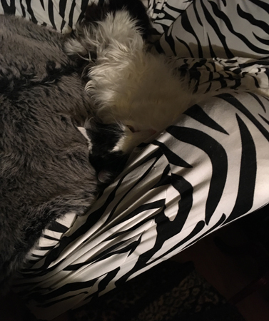 Lucifer i Zebrafåtöljen